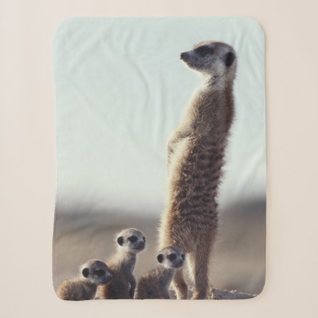 Niedliche Kleintiere | Eine Familie der Meerkats Sherpadecke (Vorderseite)