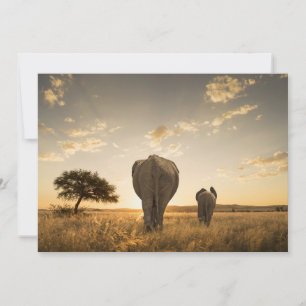 Niedliche Kleintiere Elephant Calf & Mother Dankeskarte