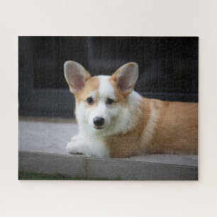 Niedliche Kleintiere Entspannende Corgi Welpe