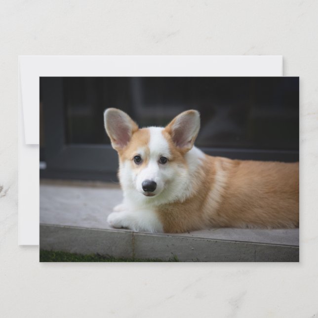 Niedliche Kleintiere | Entspannende Corgi Welpe Dankeskarte (Vorderseite)