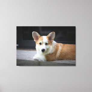 Niedliche Kleintiere Entspannende Corgi Welpe Leinwanddruck