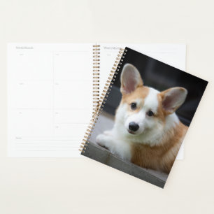 Niedliche Kleintiere Entspannende Corgi Welpe Planer