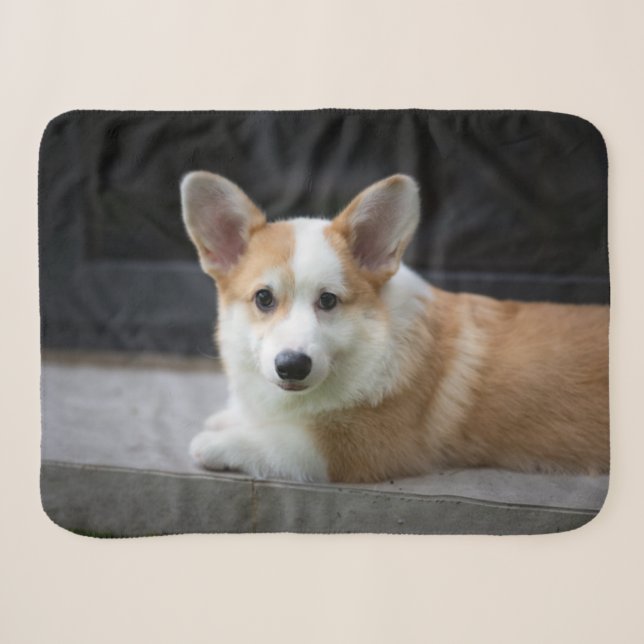 Niedliche Kleintiere | Entspannende Corgi Welpe Sherpadecke (Vorderseite (Horizontal))