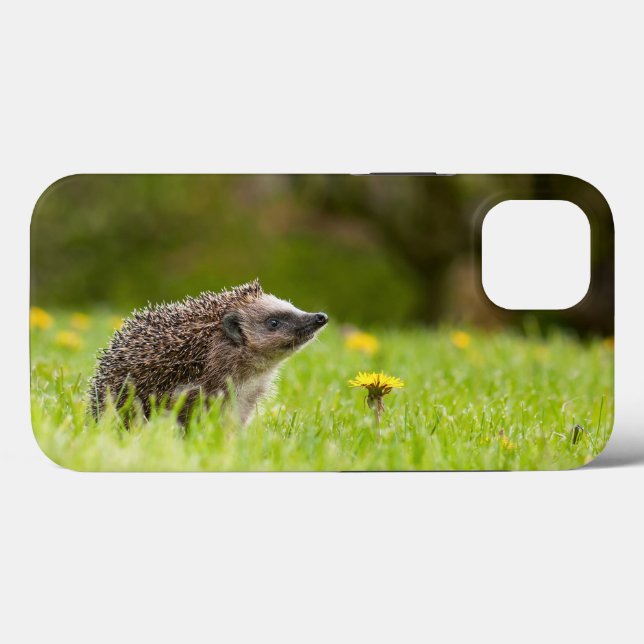 Niedliche Kleintiere | Europäischer Igel Case-Mate iPhone Hülle (Rückseite (Horizontal))