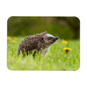 Niedliche Kleintiere Europäischer Igel Magnet