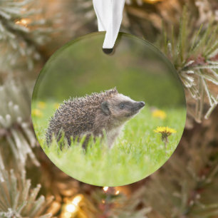 Niedliche Kleintiere   Europäischer Igel Ornament