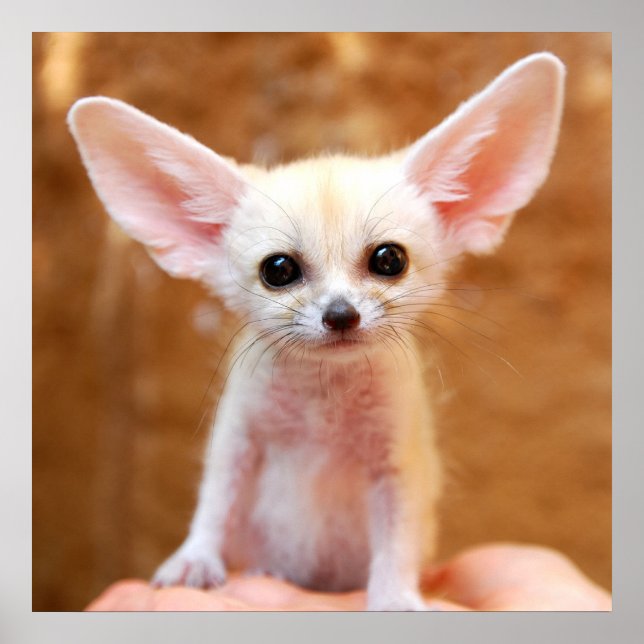 Niedliche Kleintiere | Fennec Fox Poster (Vorne)