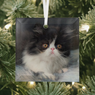 Niedliche Kleintiere   Fluffy B&W Kitten Ornament Aus Glas