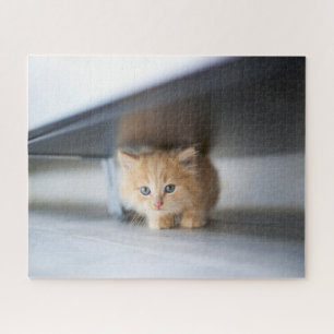 Niedliche Kleintiere Fluffy Orange Kitten