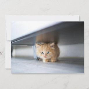 Niedliche Kleintiere Fluffy Orange Kitten Dankeskarte