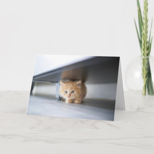 Niedliche Kleintiere | Fluffy Orange Kitten Karte (Vorderseite)