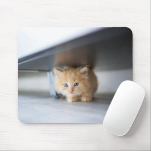 Niedliche Kleintiere   Fluffy Orange Kitten Mousepad