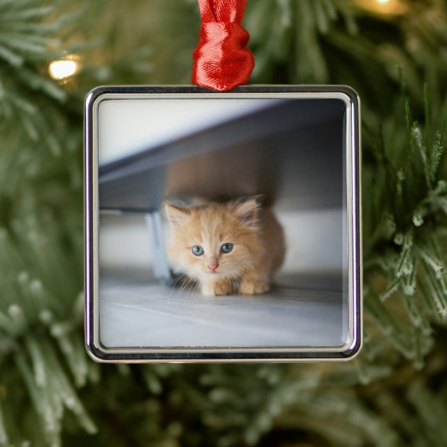 Niedliche Kleintiere | Fluffy Orange Kitten Ornament Aus Metall (Baum)