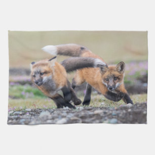 Niedliche Kleintiere Fox-Jungtiere im Spiel Geschirrtuch