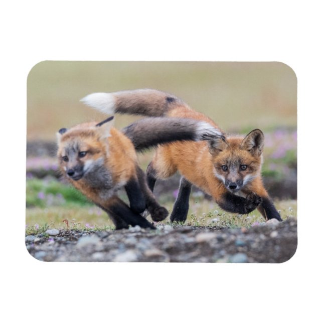 Niedliche Kleintiere | Fox-Jungtiere im Spiel Magnet (Horizontal)