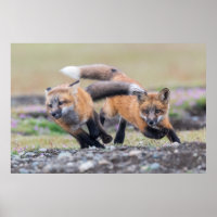 Niedliche Kleintiere | Fox-Jungtiere im Spiel