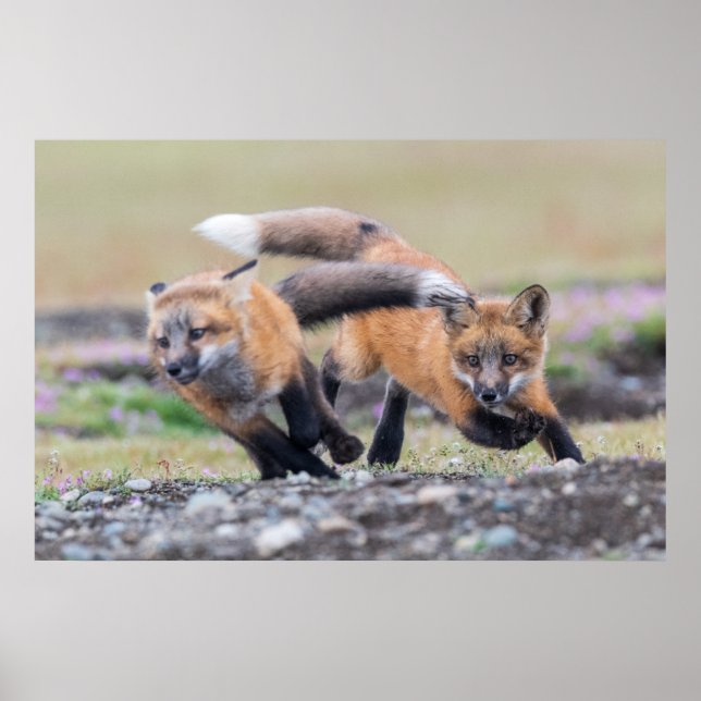 Niedliche Kleintiere | Fox-Jungtiere im Spiel Poster (Vorne)