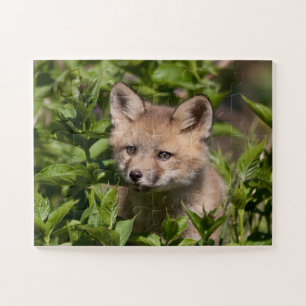 Niedliche Kleintiere Fox-Kit
