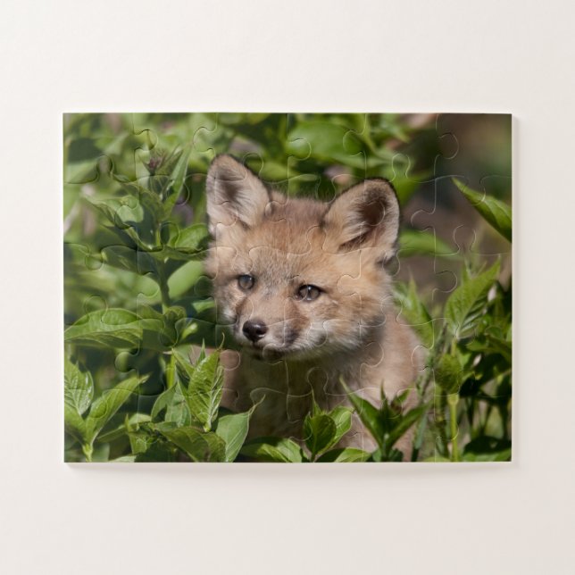 Niedliche Kleintiere | Fox-Kit (Horizontal)