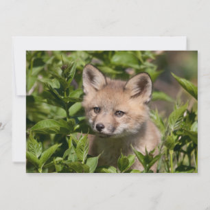 Niedliche Kleintiere Fox-Kit Dankeskarte