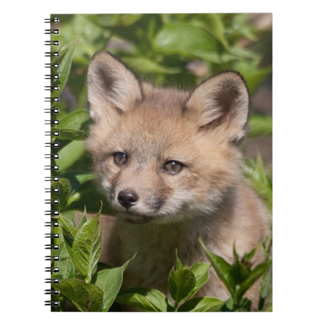 Niedliche Kleintiere | Fox-Kit Notizblock (Vorderseite)