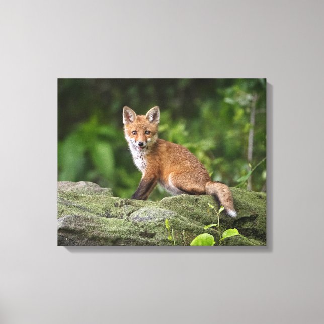 Niedliche Kleintiere | Foxy Smile Leinwanddruck (Vorderseite)