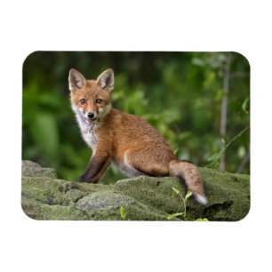 Niedliche Kleintiere Foxy Smile Magnet