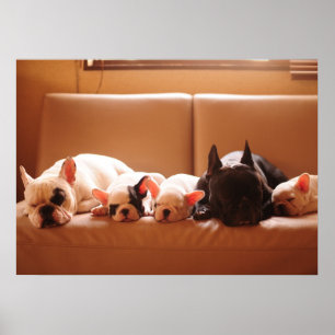 Niedliche Kleintiere Französische Bulldog-Famili Poster