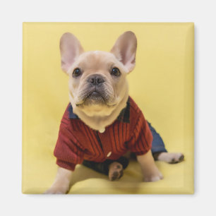Niedliche Kleintiere   Französischer Bulldog Dress Magnet