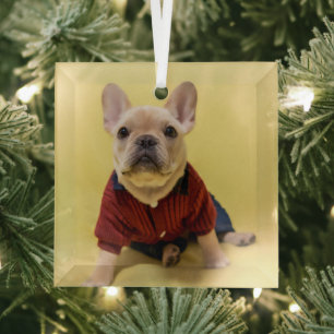 Niedliche Kleintiere   Französischer Bulldog Dress Ornament Aus Glas