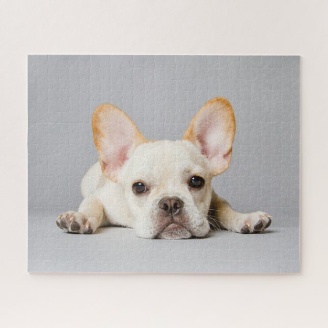 Niedliche Kleintiere | Französischer Bulldog flieg (Horizontal)