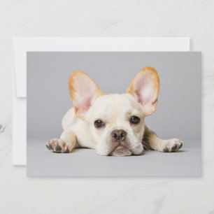Niedliche Kleintiere   Französischer Bulldog flieg Dankeskarte