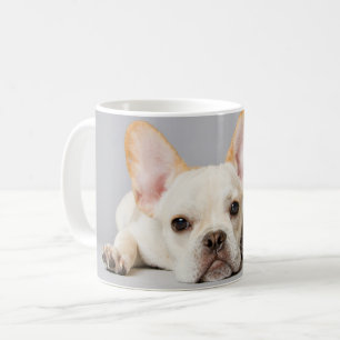 Niedliche Kleintiere   Französischer Bulldog flieg Kaffeetasse