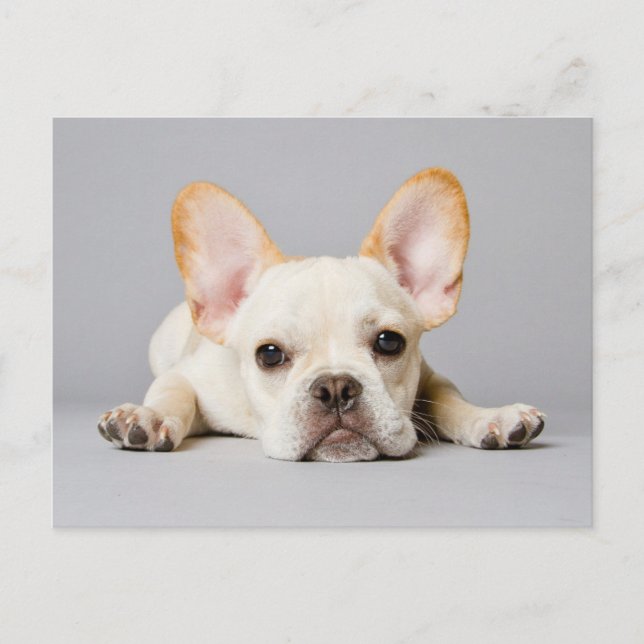Niedliche Kleintiere | Französischer Bulldog flieg Postkarte (Vorderseite)