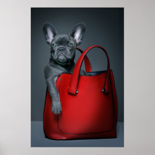 Niedliche Kleintiere Französischer Bulldog in Ha Poster