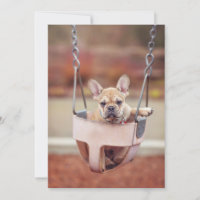 Niedliche Kleintiere | Französischer Bulldog-Playg
