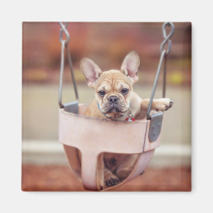Niedliche Kleintiere Französischer Bulldog-Playg Magnet