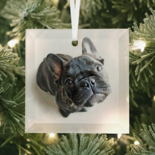 Niedliche Kleintiere   Französischer Bulldogge-Auf Ornament Aus Glas
