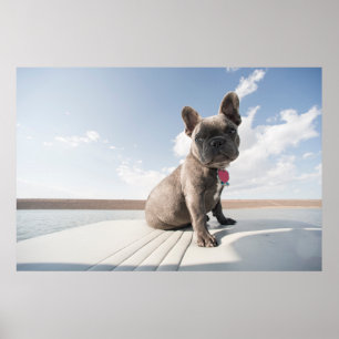 Niedliche Kleintiere Französisches Bulldog-Boot Poster
