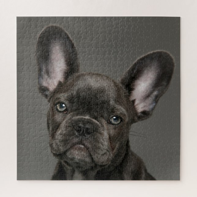Niedliche Kleintiere | French Bulldog (Vertikal)