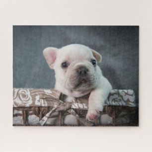 Niedliche Kleintiere French Bulldog