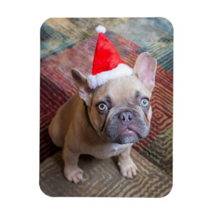 Niedliche Kleintiere French Bulldog Christmas Magnet