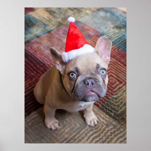 Niedliche Kleintiere | French Bulldog Christmas Poster (Vorne)