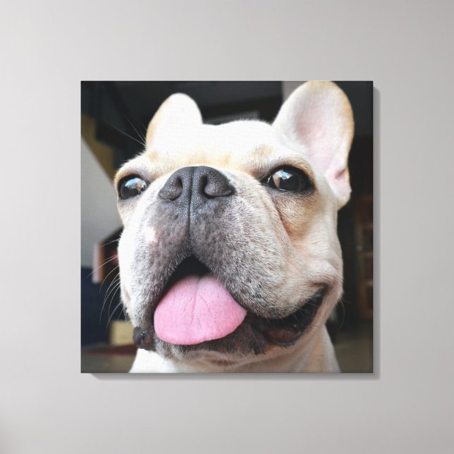 Niedliche Kleintiere | French Bulldog Face Leinwanddruck (Vorderseite)