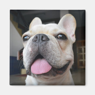 Niedliche Kleintiere French Bulldog Face Magnet