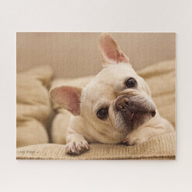 Niedliche Kleintiere | French Bulldog Head Tilt (Horizontal)
