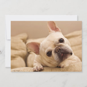 Niedliche Kleintiere   French Bulldog Head Tilt Dankeskarte