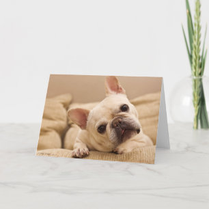 Niedliche Kleintiere French Bulldog Head Tilt Karte