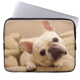 Niedliche Kleintiere   French Bulldog Head Tilt Laptopschutzhülle