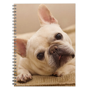 Niedliche Kleintiere French Bulldog Head Tilt Notizblock